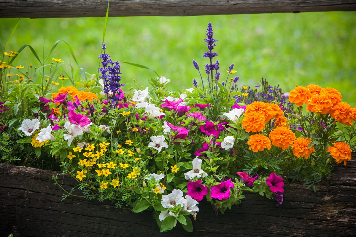 quelles fleurs mettre dans des jardinières en plein soleil