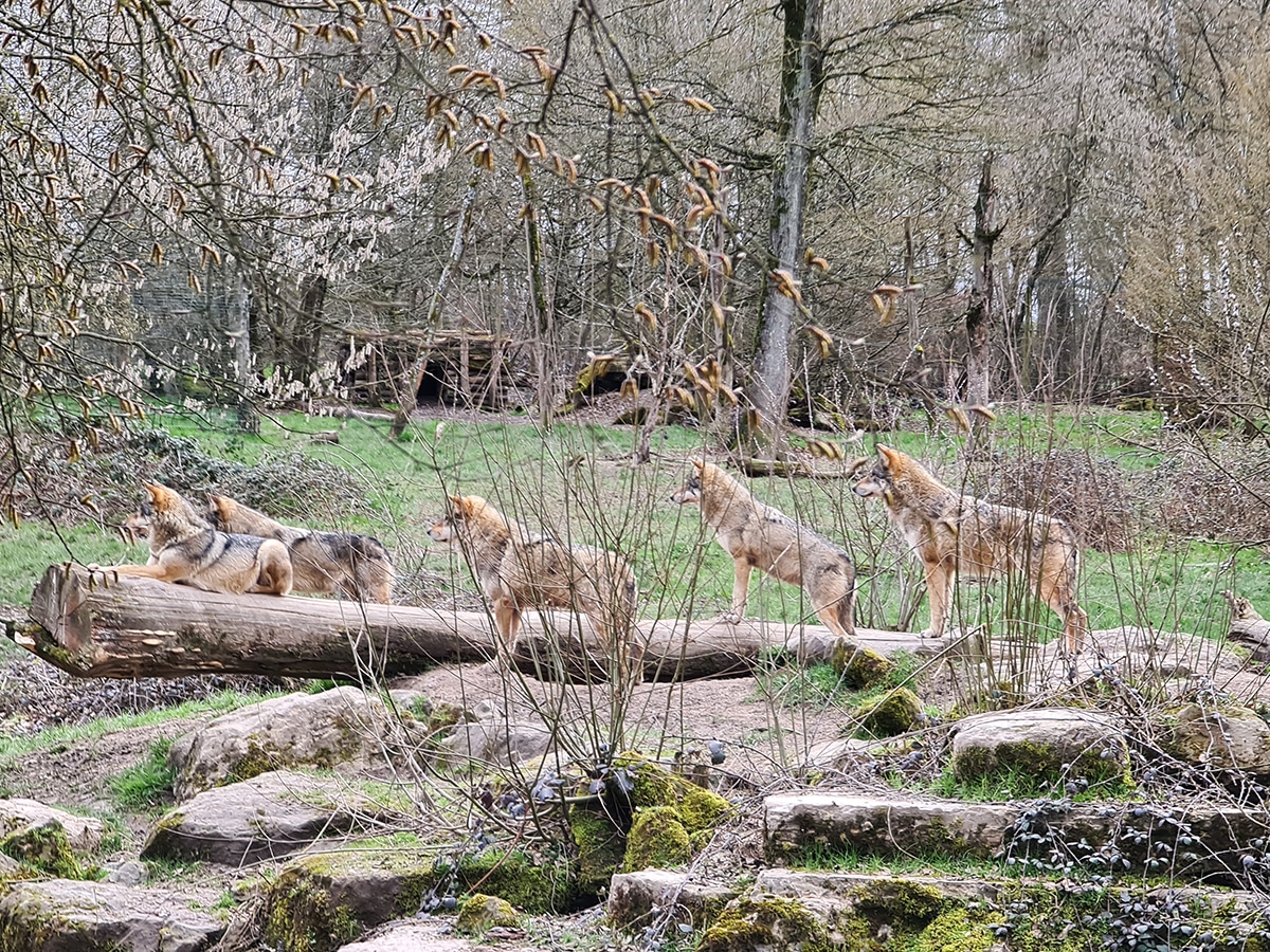 que faire autour du parc de sainte-croix