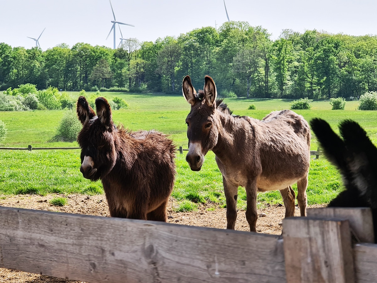 visite asinerie Moselle