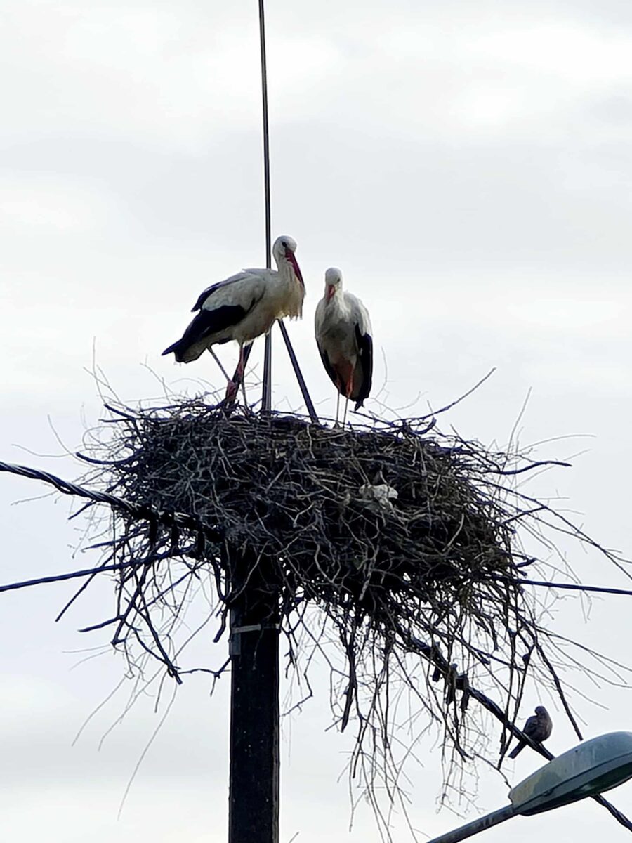 où voir des cigognes en Moselle