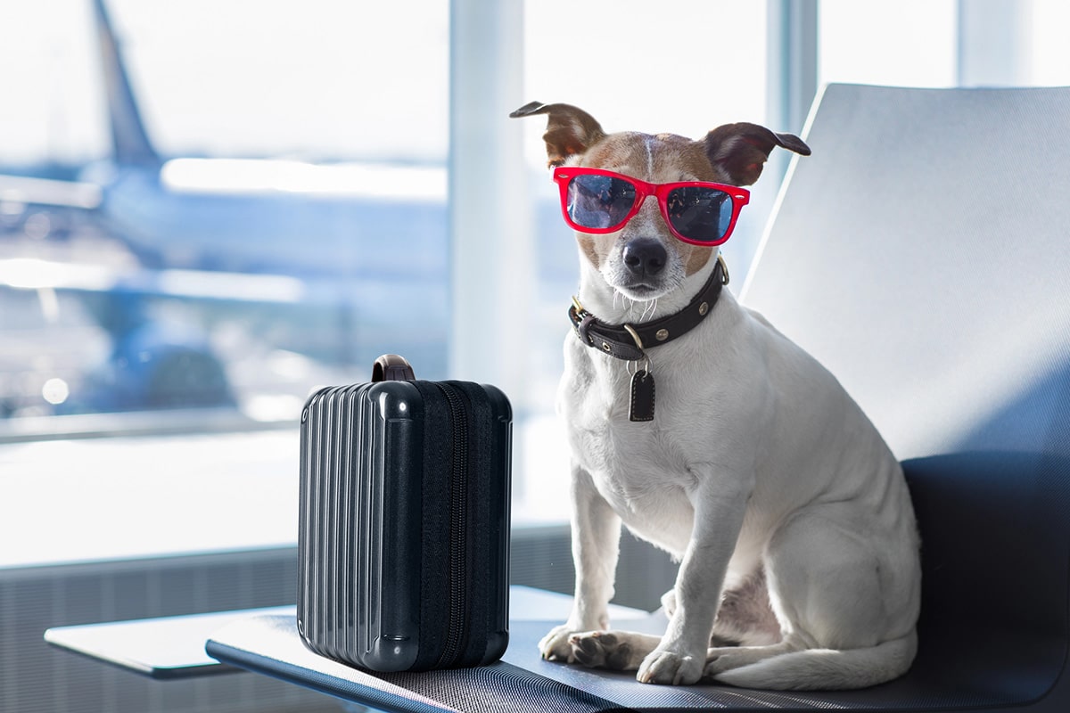 est-ce que je peux voyager en avion avec mon chien