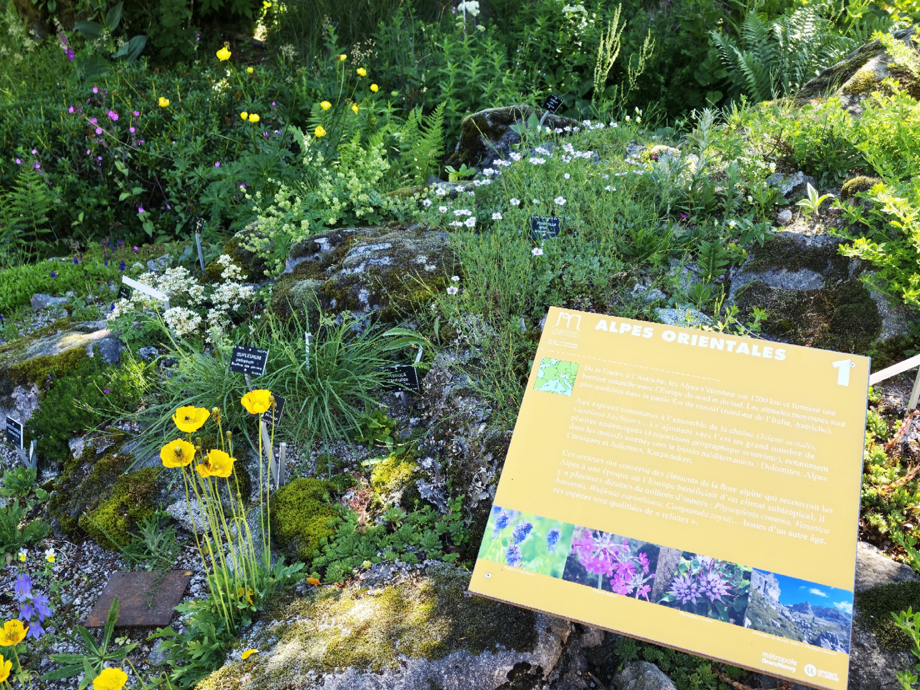 jardin d'altitude du haut chitelet la schlucht