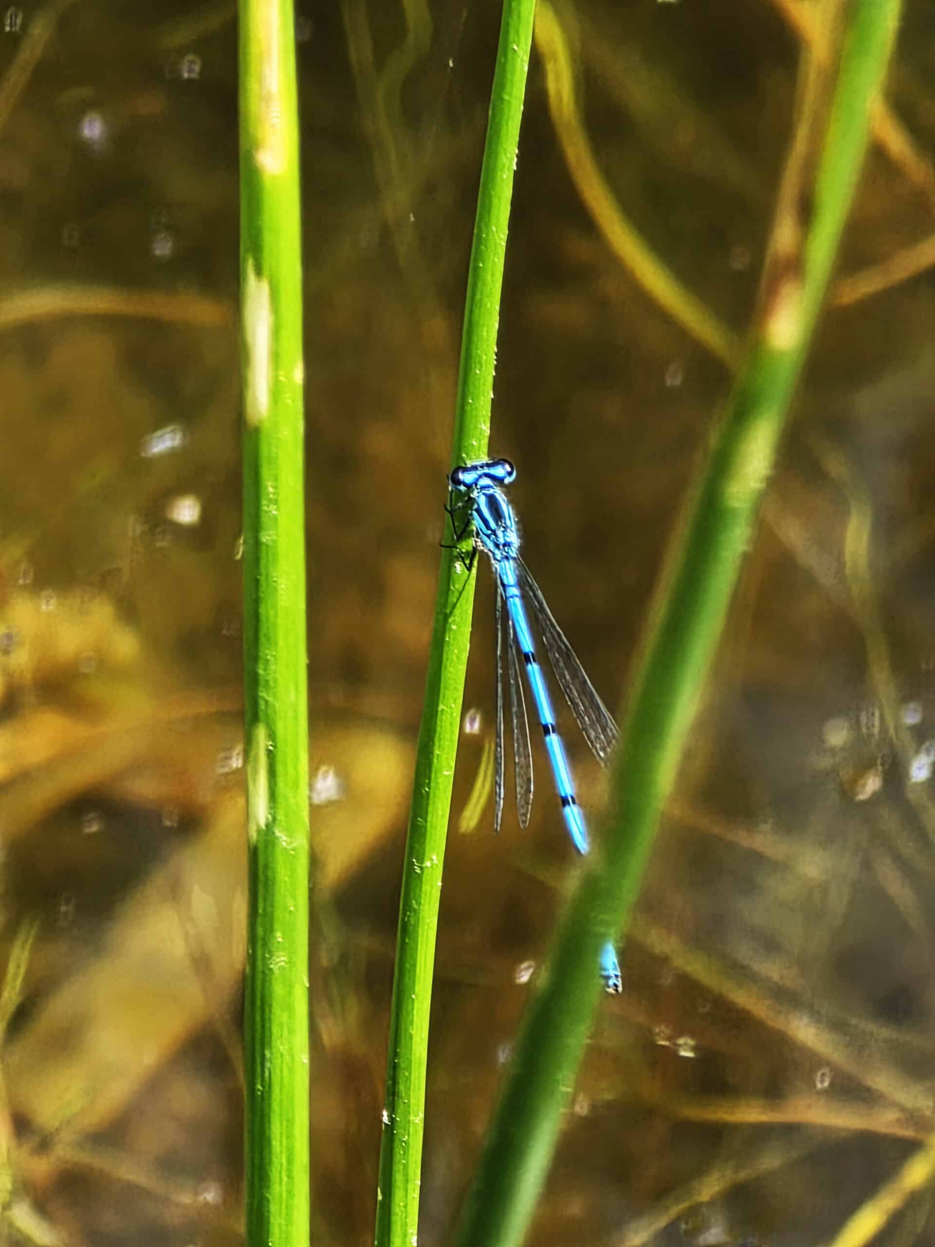 découverte de la biodiversité des zones humides