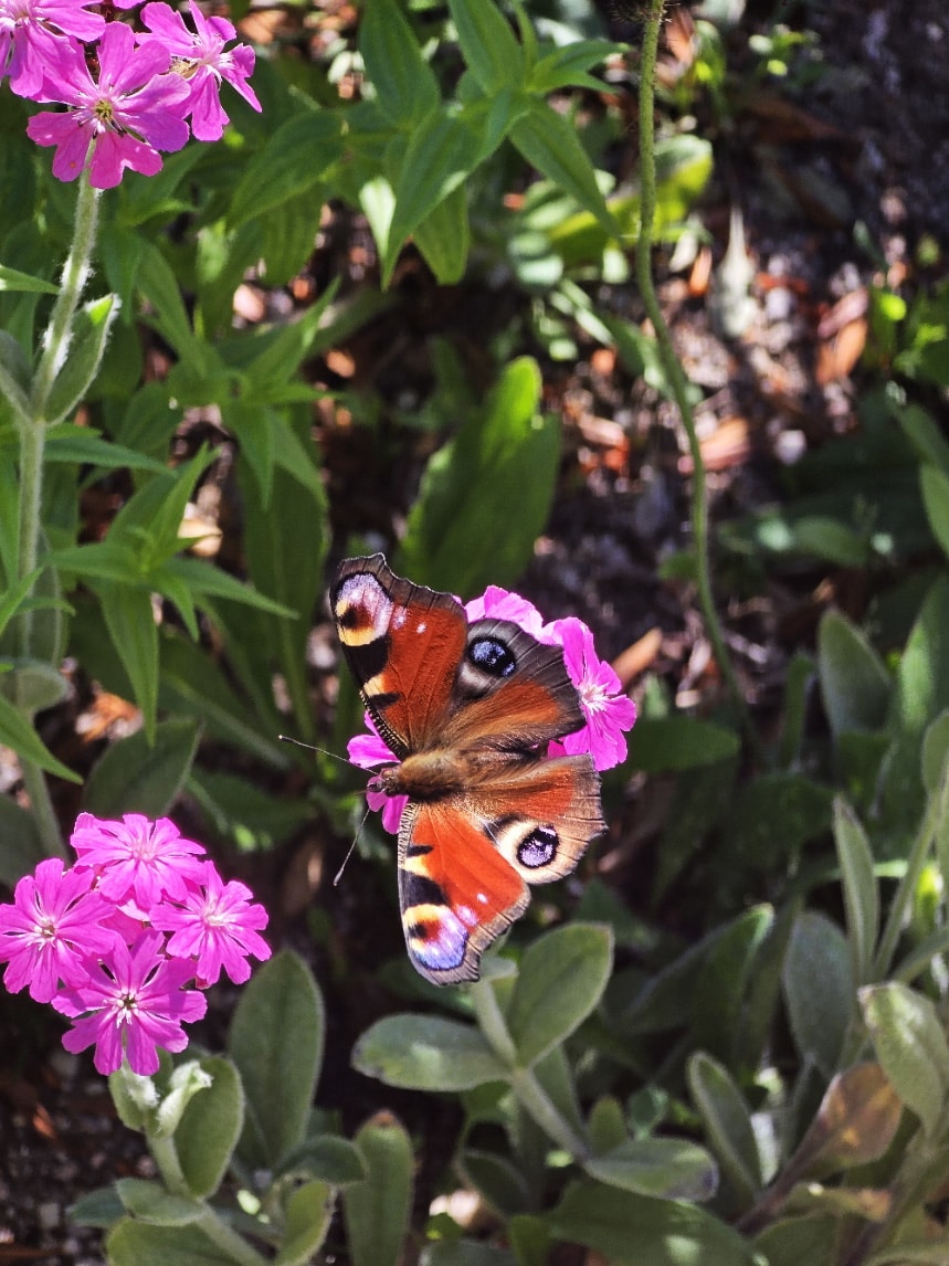 accès jardin haut chitelet