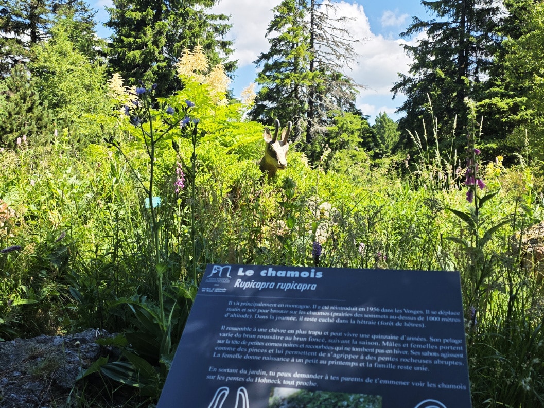 jardin de montagne vosges