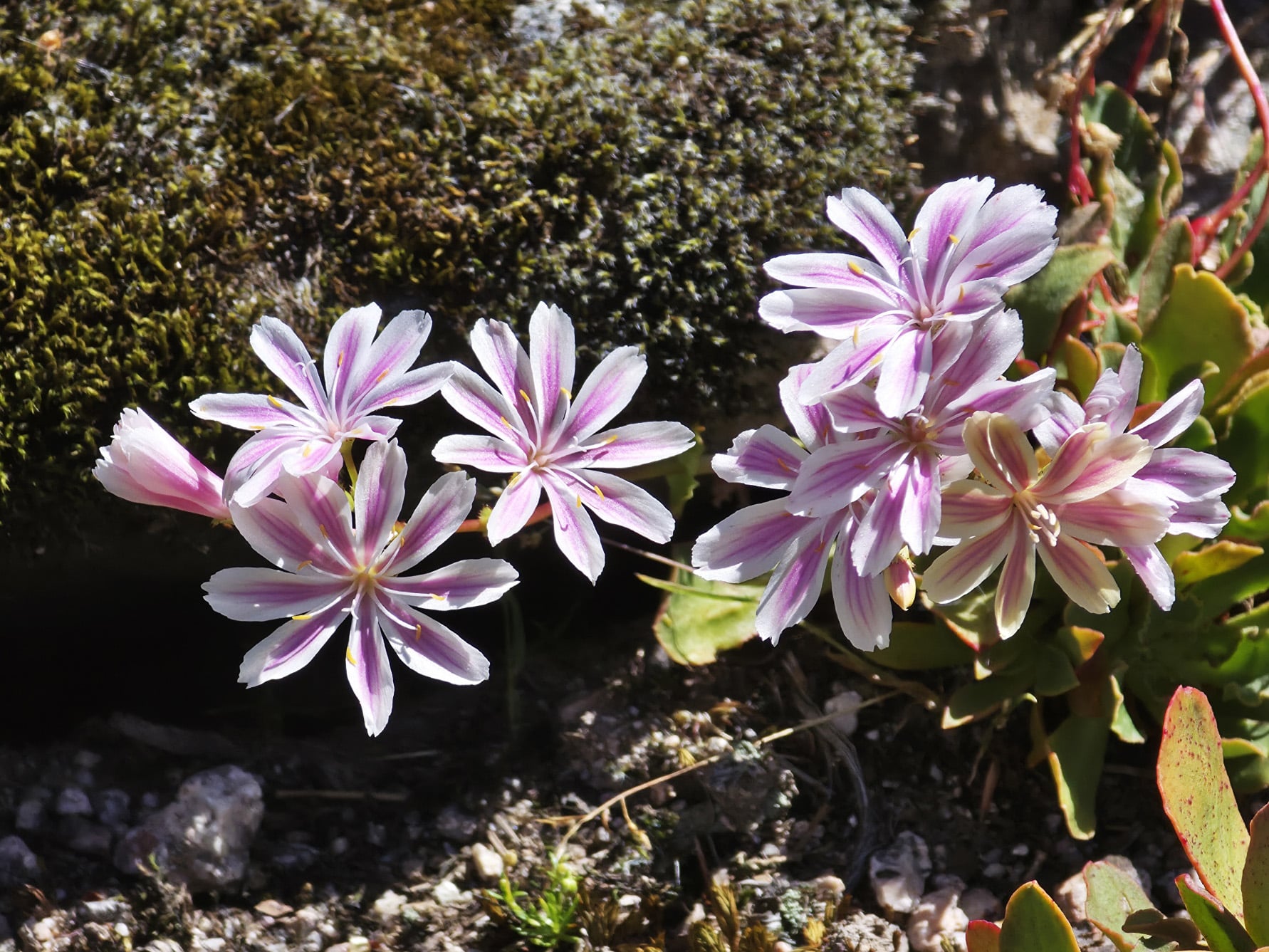 sauvegarde des plantes alpines
