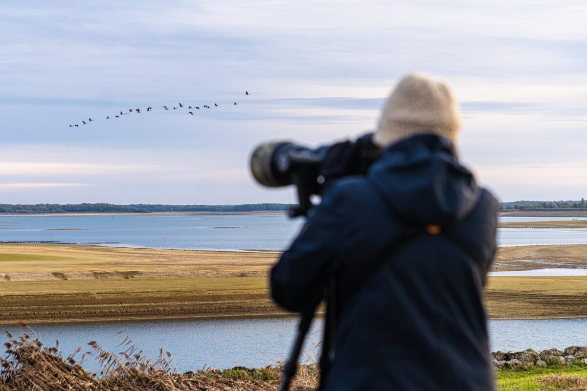 ou observer les grues au lac du der