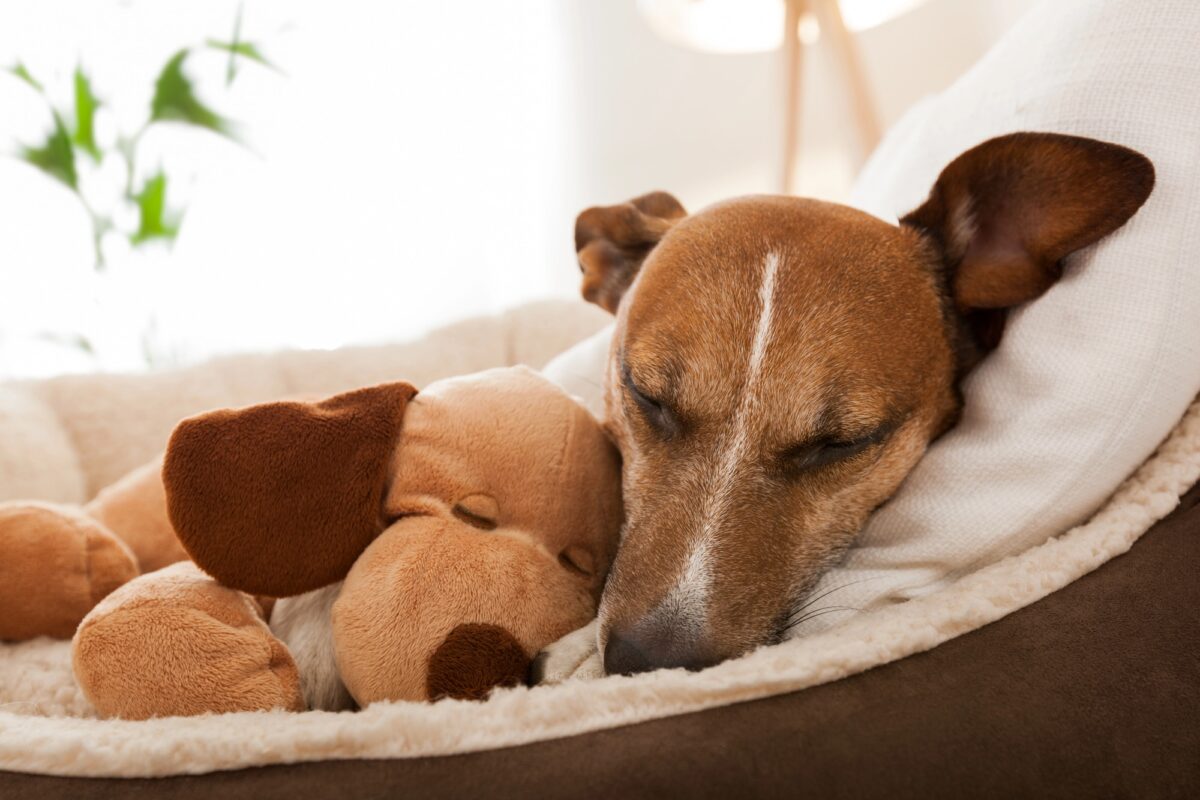 panier pour chien confortable