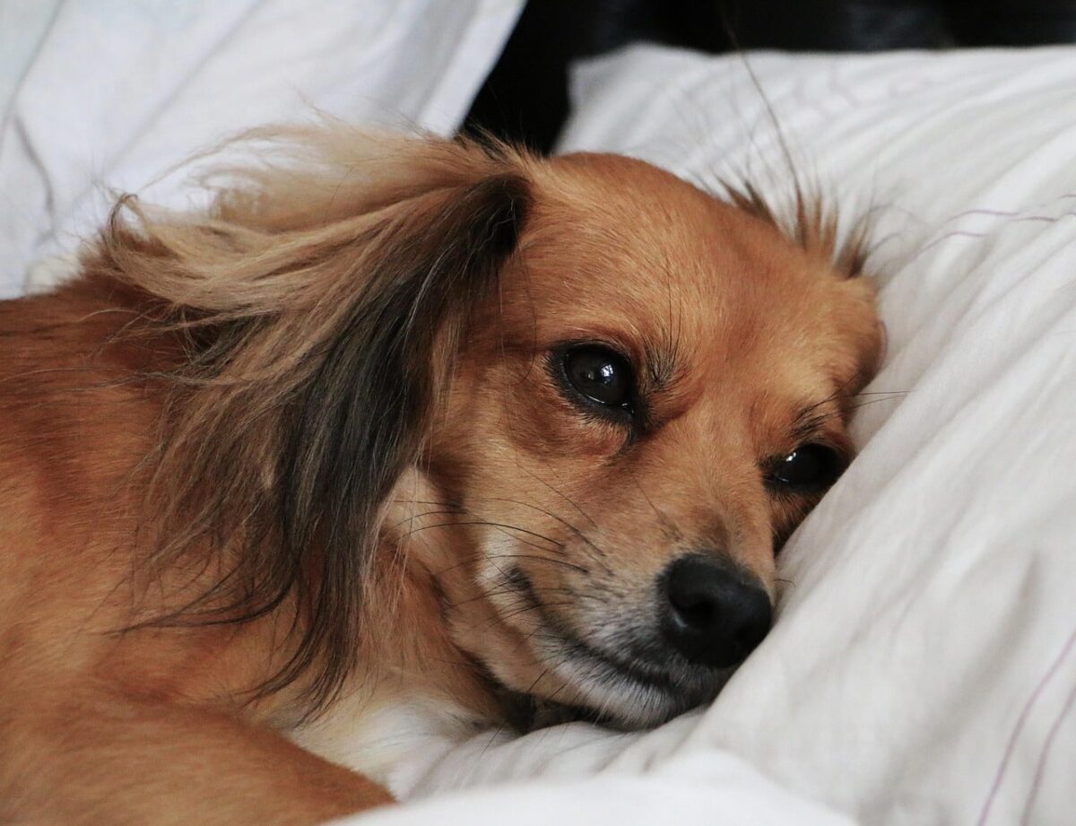 panier pour chien super confortable