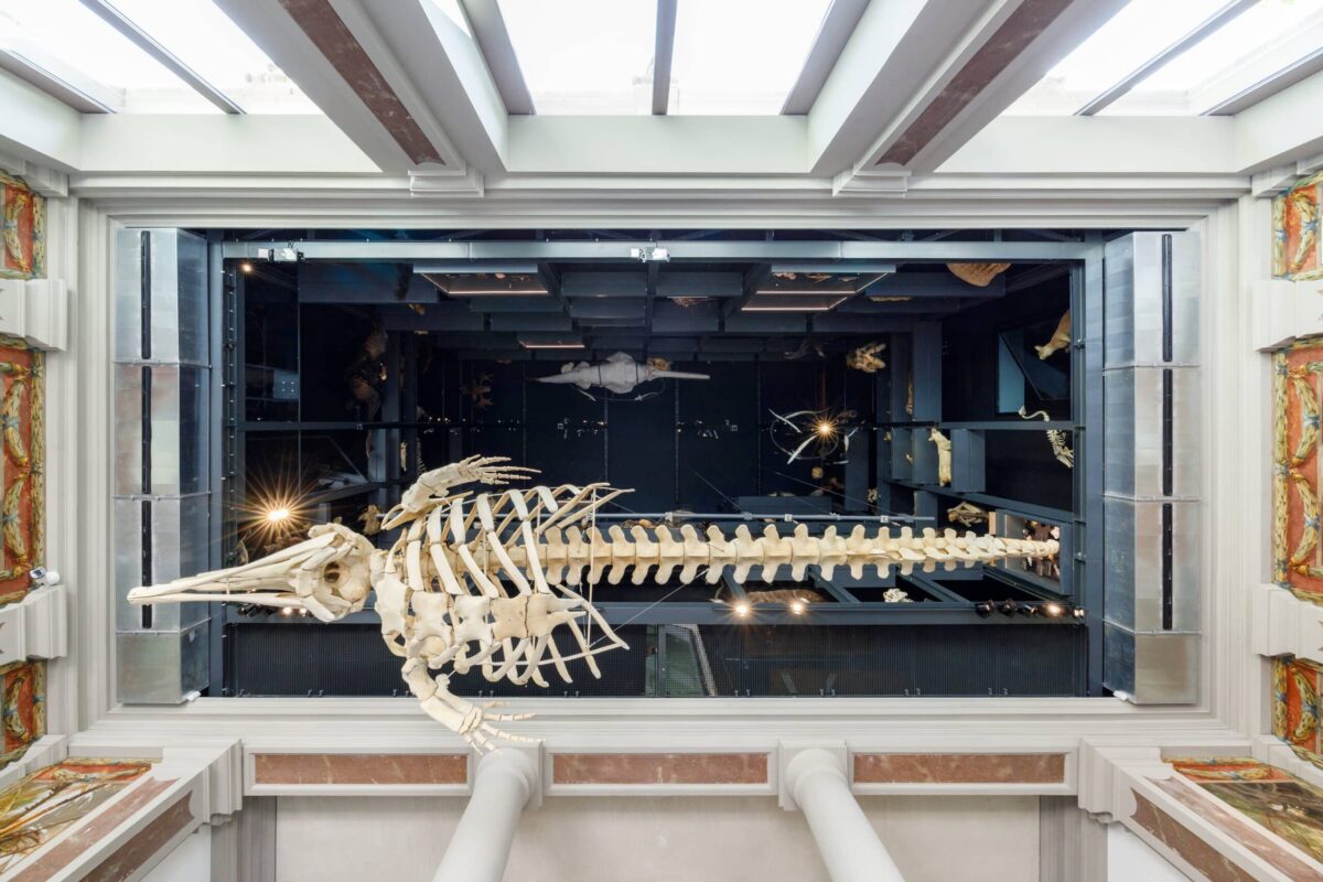 nouveau musée zoologique strasbourg avis