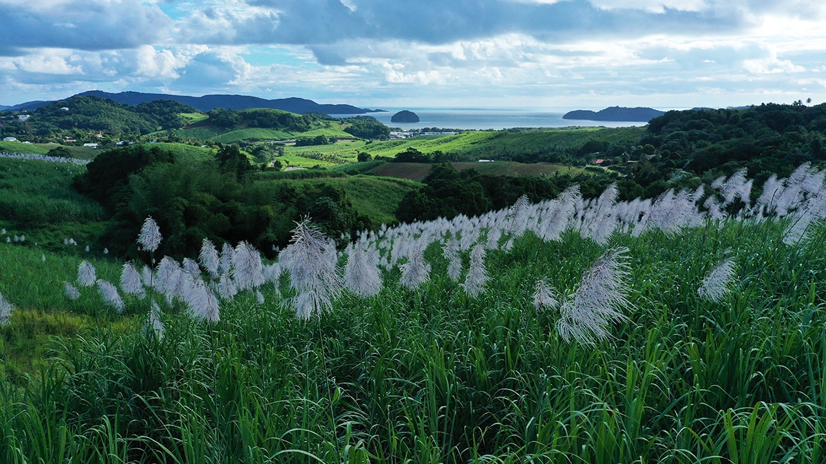 baie des trésors martinique