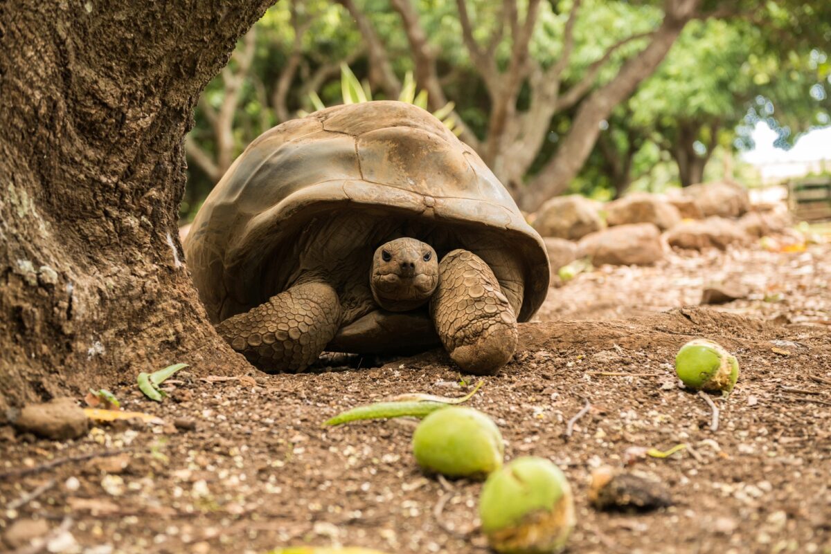 ou voir des tortues a maurice