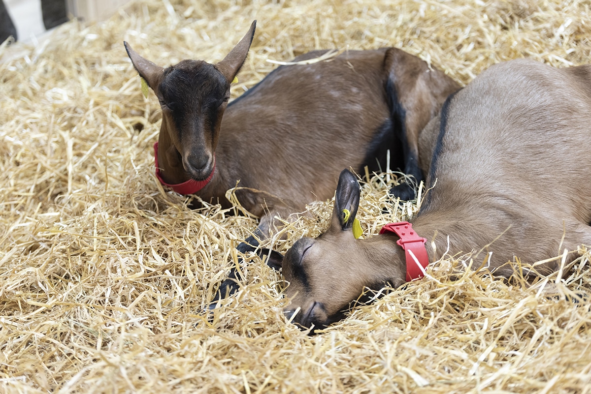 salon de l'agriculture concours animations enfants