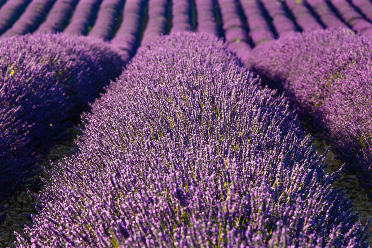 champs de lavende valensole