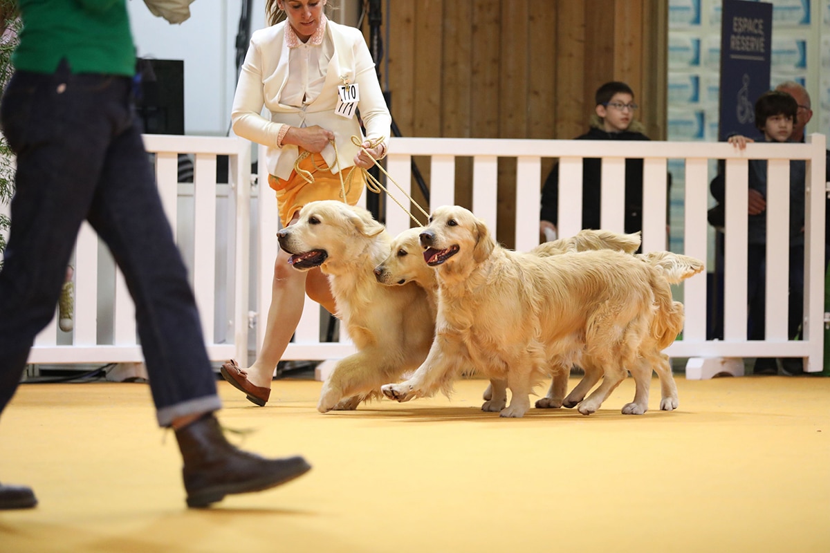 salon de l'agriculture démonstration chiens