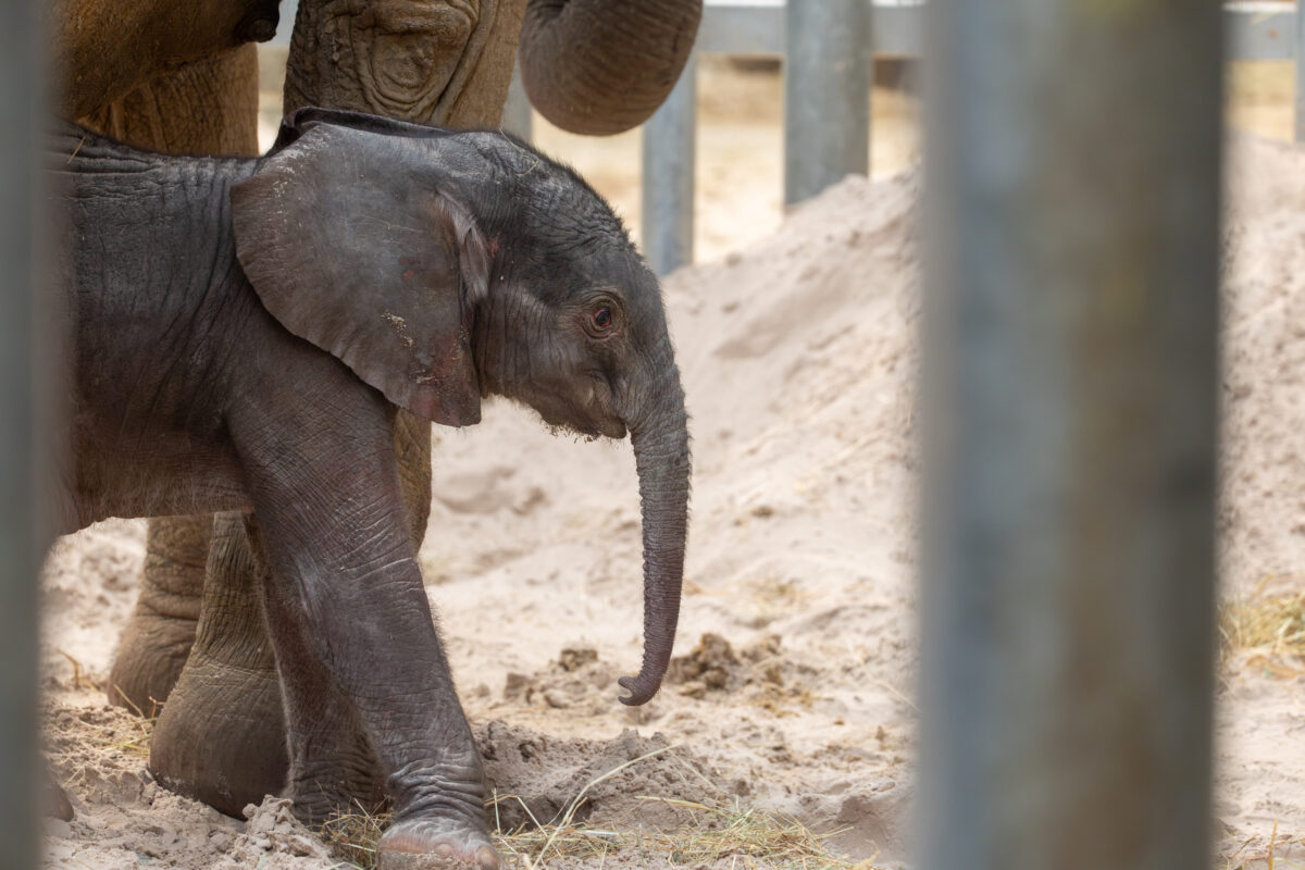 naissance beauval bébé éléphant