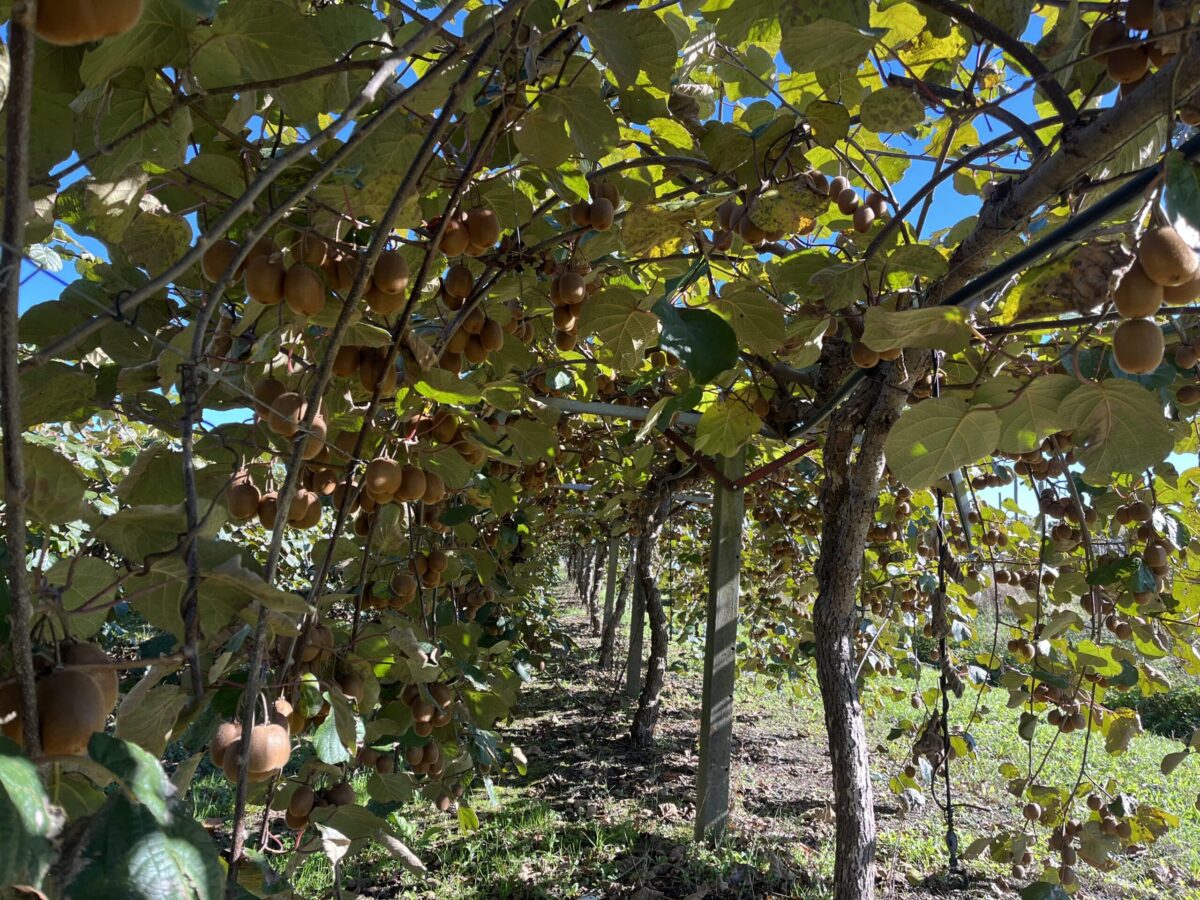 plantation de kiwis dans les landes