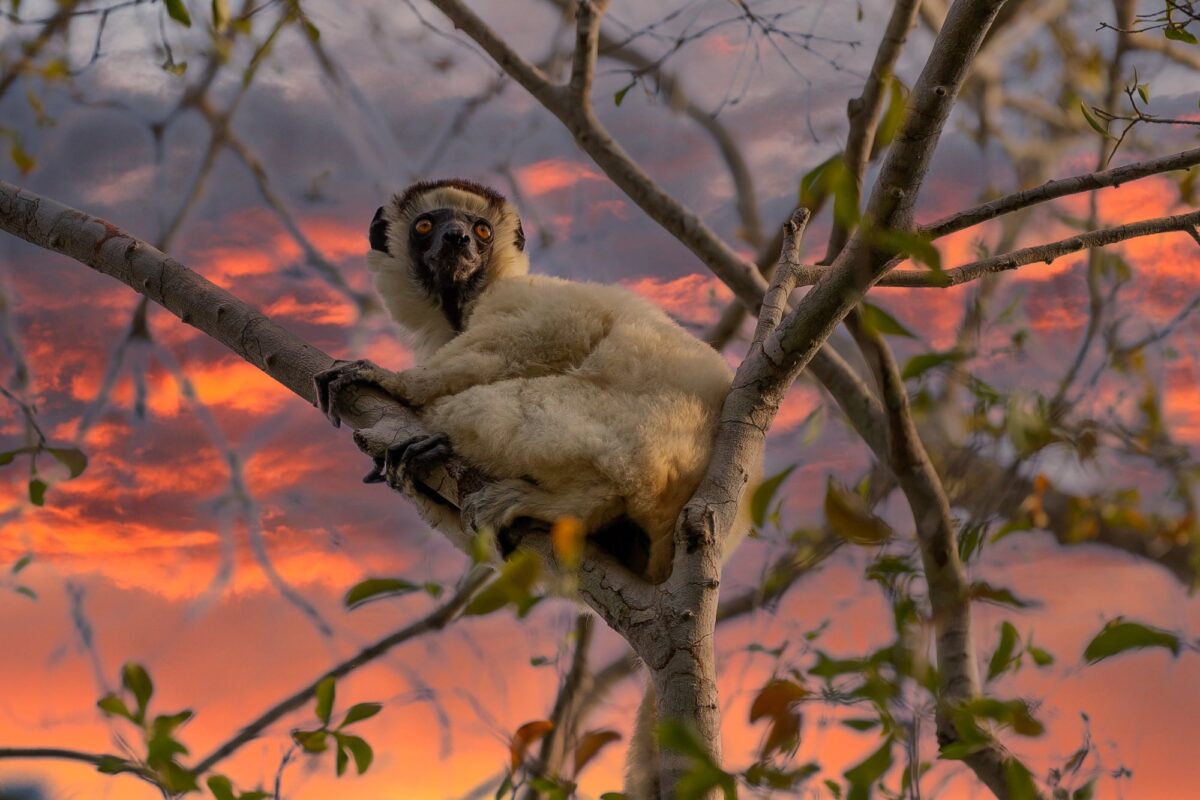 randonnée à Madagascar avec des ados pour voir des lémuriens