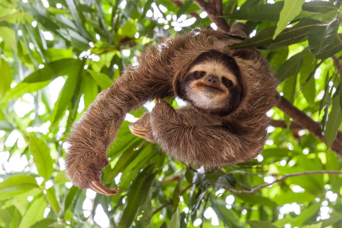 balade dans la jungle au Costa Rica avec des ados