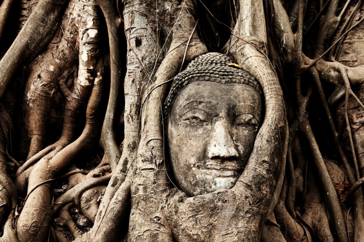 Wat Mahathat tete de bouddha dans figuier