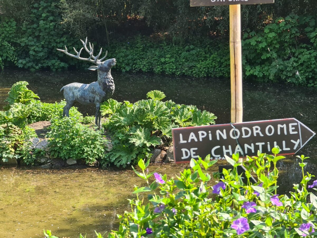 courses de lapins potager des princes chantilly