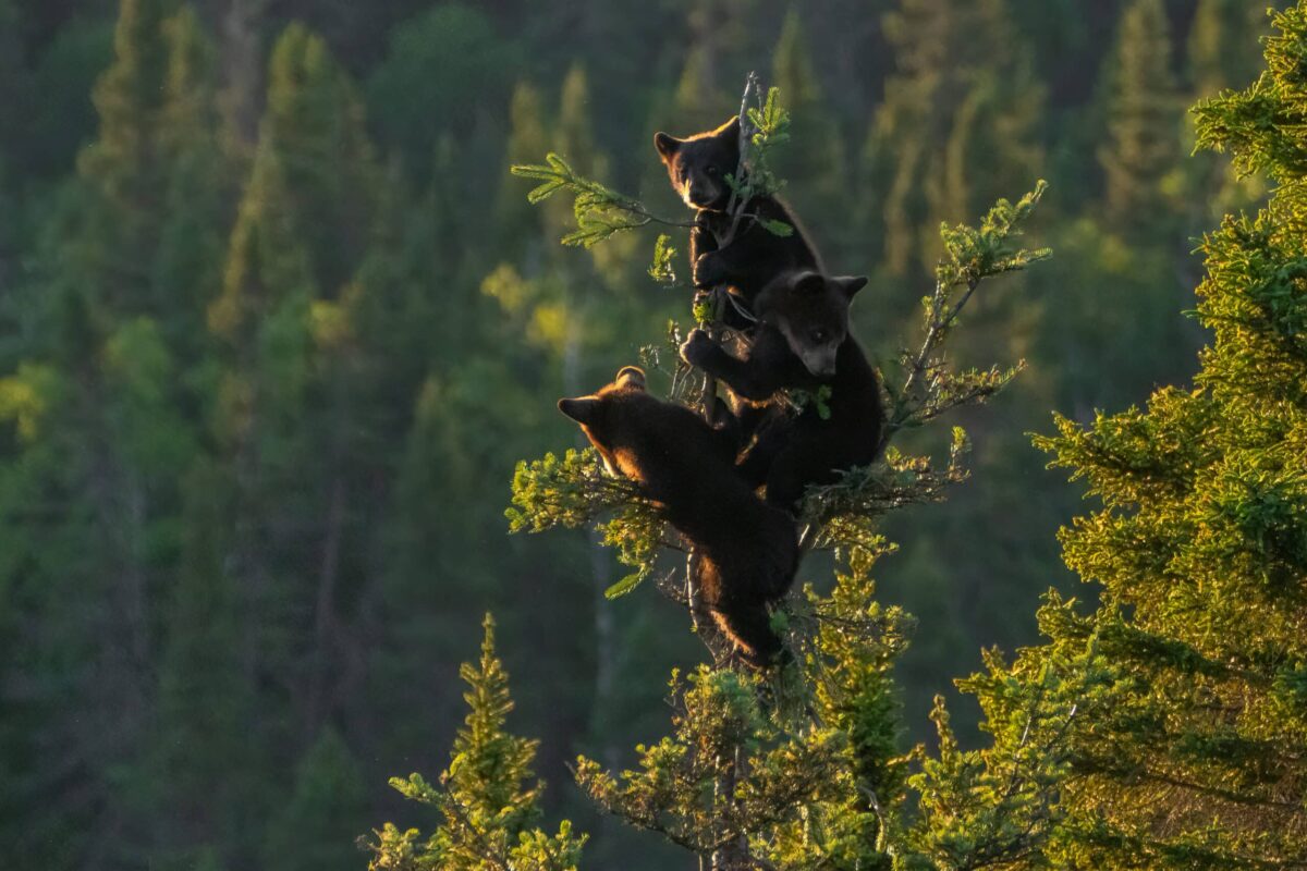 jeunes grizzlis perchés dans les arbres au québec