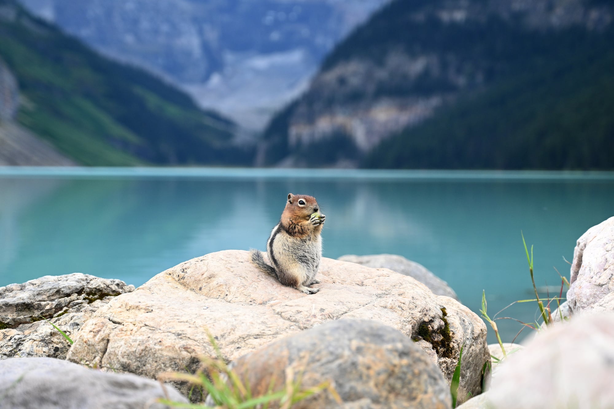 tamias sur rocher à lake louise au canada