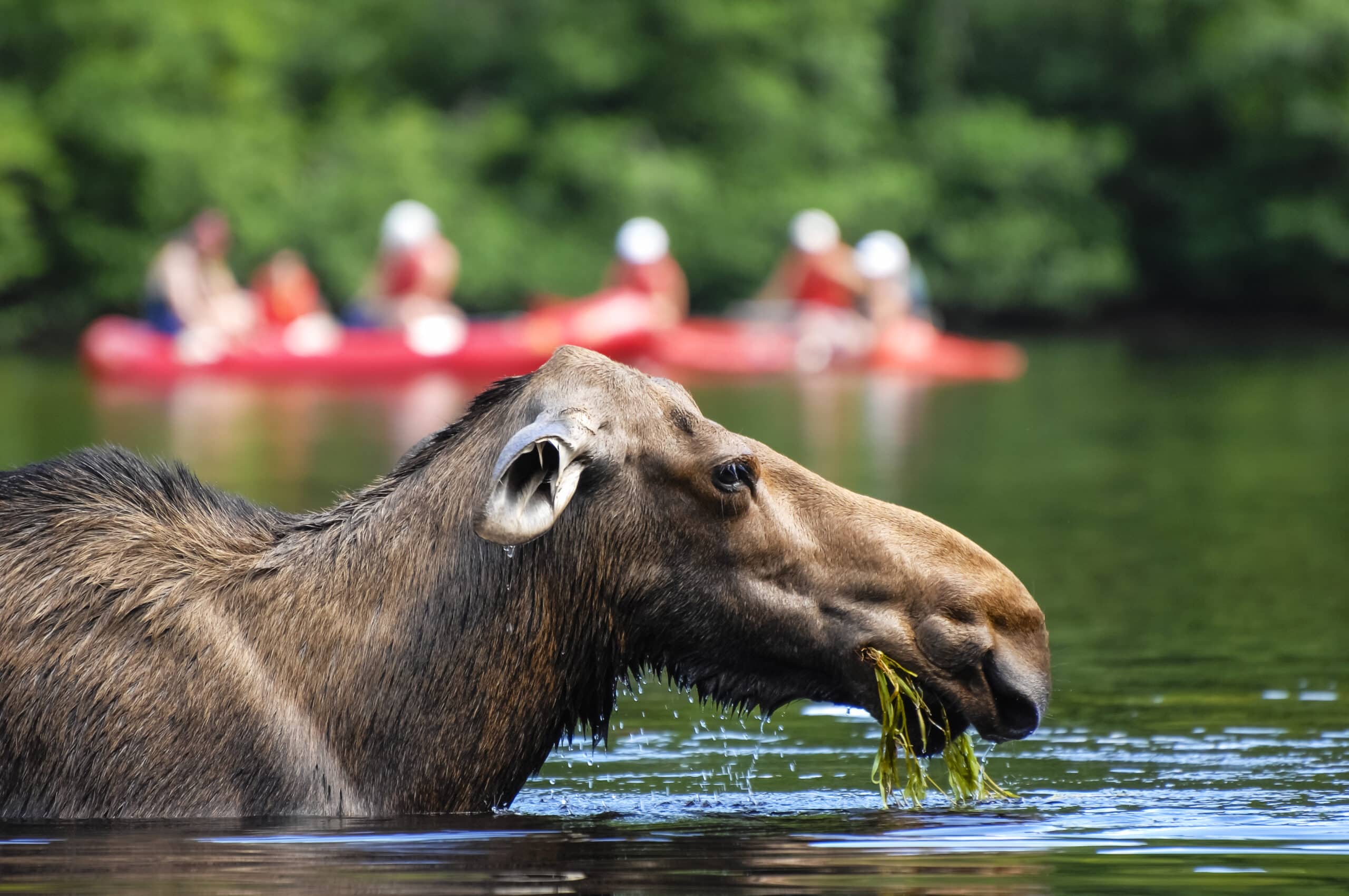 orignal dans l'eau devant touristes en kayak au Parc national de la Jacques-Cartier