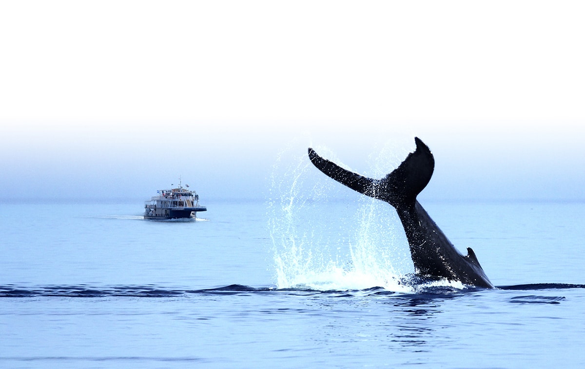 Parc marin du Saguenay-Saint-Laurent « Tailslapping » ou « lobtailing » d'un rorqual à bosse