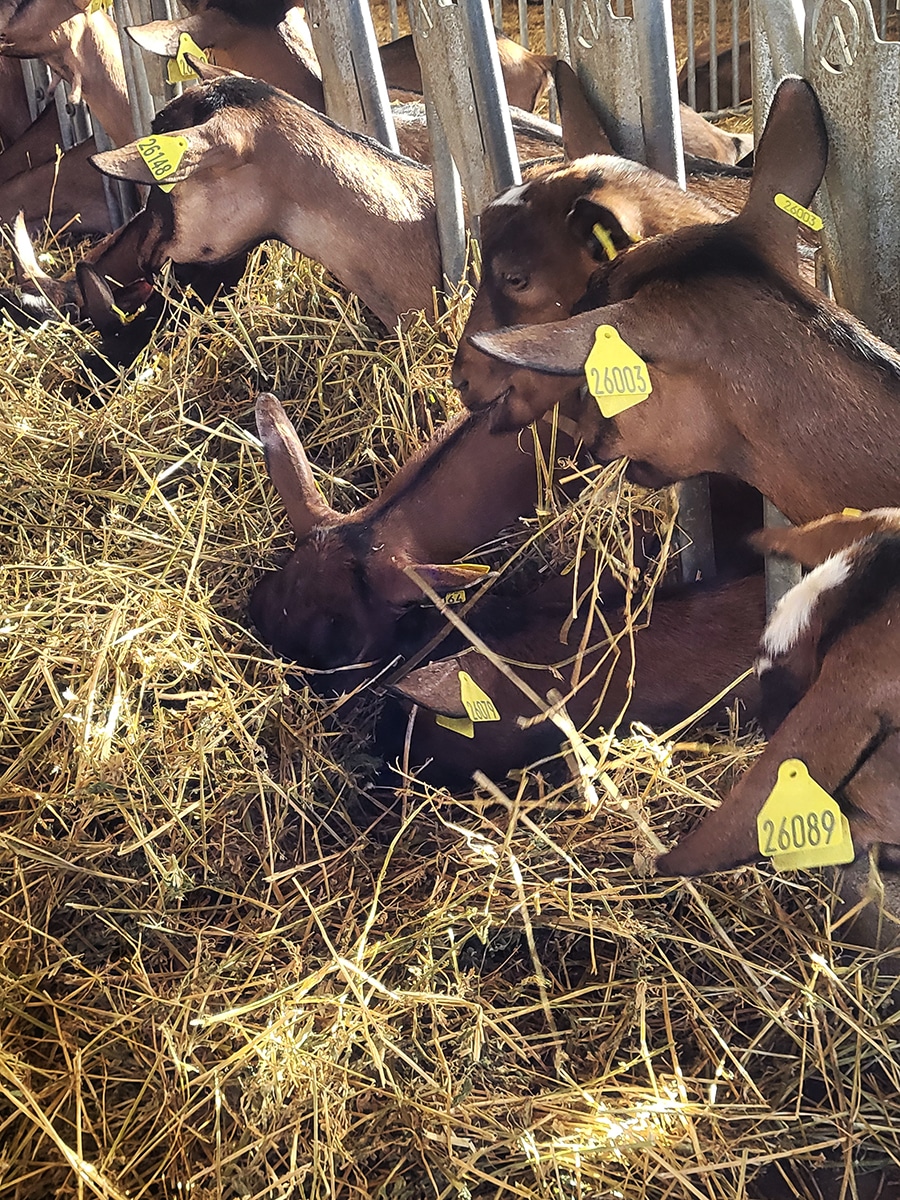chèvres de la ferme moret à meaux