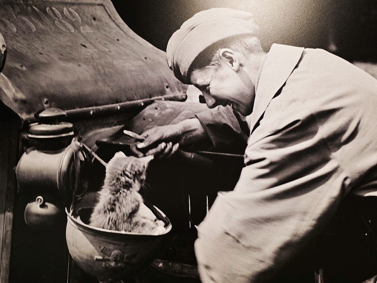expo photos sur les chats dans la guerre 14-18 