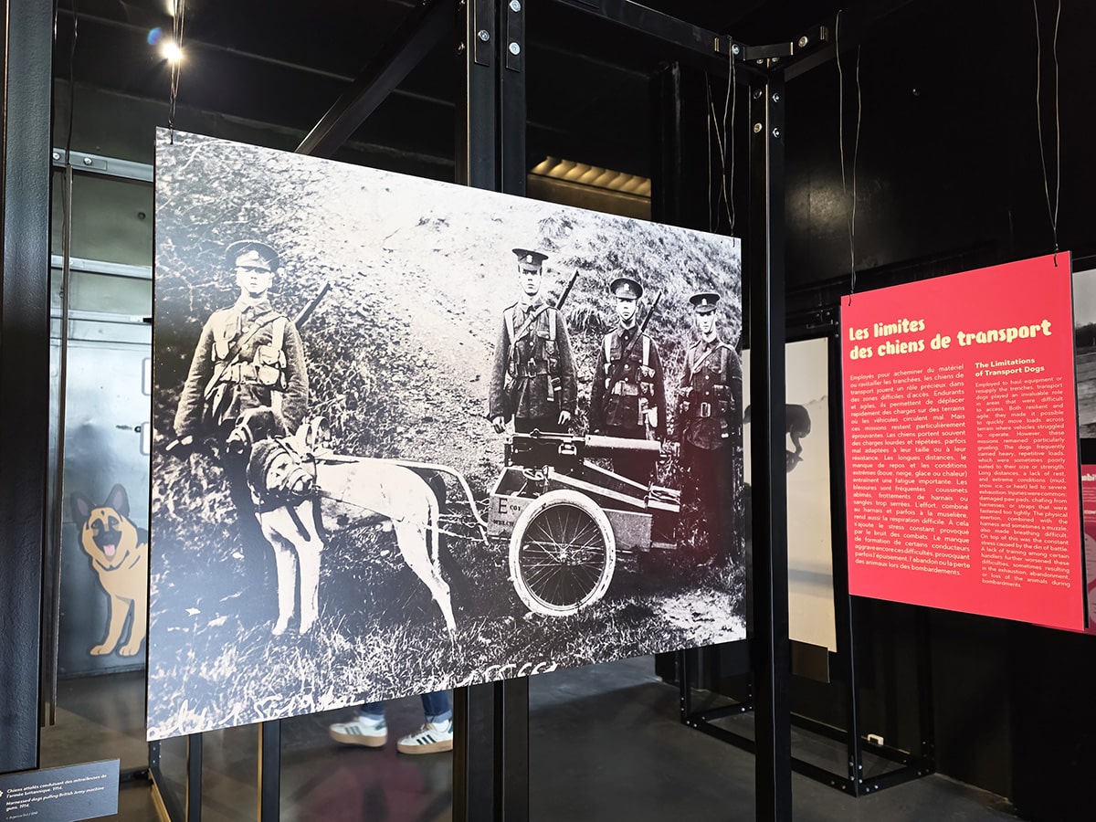 expo photos sur les chiens dans la Grande Guerre